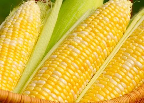 Corn : by expo Trade company / Together we can